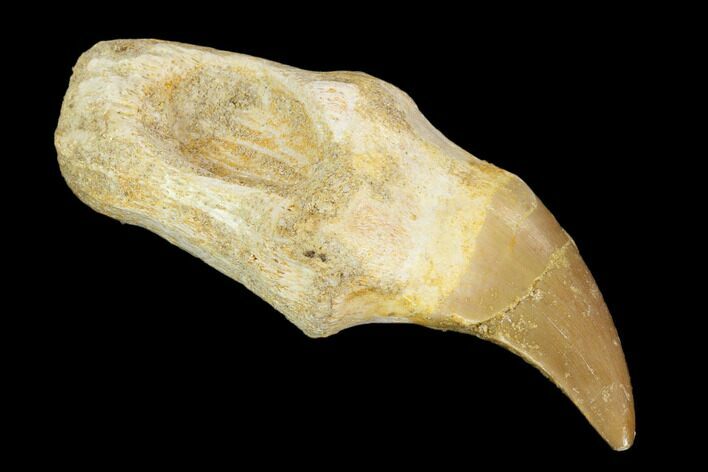 Fossil Rooted Mosasaur (Halisaurus) Tooth - Morocco #117020